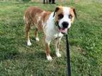 Adopt Hap a Catahoula Leopard Dog Boxer Mixed dog in Jasper TN
