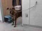 Adopt ROMEO a BrownChocolate Pit Bull Terrier  Mixed dog in Taco