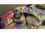 Adopt under dog sweeny a BrownChocolate - with Black German Shep