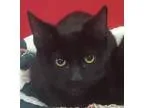 Adopt Robin - Adoption Pending a All Black Domestic Shorthair (s