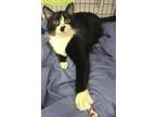Adopt Sake a Tuxedo