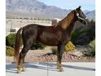 Smooth Safe Beautiful Gaited Trail Horse