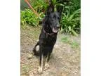 Adopt Bear a German Shepherd Dog  Mixed dog in Riverview FL (154