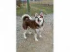 Adopt Milo-Adopted a Husky Siberian Husky