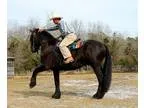 gorgeous Friesian Mare Horse for sale