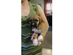 Adopt Clover a Tricolor (TanBrown and Black and White) Hound (Un