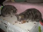Adopt Buddy a Tabby - Grey Extra-Toes Cat (Hemingway Polydactyl)