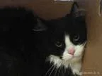Adopt PINKY a Domestic Long Hair