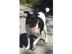 Adopt Atticus a White - with Black Jack Russell Terrier  Fox Ter
