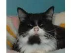 Adopt Panda a Domestic Mediumhair  Mixed (short coat) cat in Cin