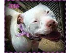 Adopt Josie a White Pit Bull Terrier  Mixed dog in Jasper IN (15