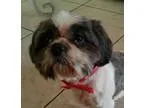 Adopt Lukki a Shih Tzu