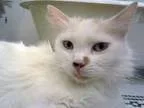 Adopt Norma Jean a White (Mostly) Turkish Van (medium coat) cat 