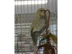 Adopt Ari a Parakeet (Other)