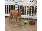 Adopt Spice (FCtw) a TanYellowFawn - with White Boxer  Shepherd 