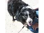 Adopt Jackie - available 530 a Black - with White Border Collie 