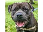 Adopt Tank a Black Rottweiler  Mixed dog in Salem OR (15562813)