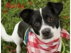 Adopt BUCKY a Spaniel Rat Terrier