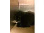 Adopt Harley (TAS 1Q) &acirc Home Ave a Black and White or Tuxed