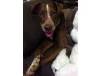 Adopt Cherokee a RedGoldenOrangeCh estnut Labrador Retriever  Po