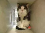 Adopt TANK a Domestic Short Hair