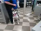 Adopt HUGO a Siberian Husky  Mixed dog in Toronto ON (15536667)