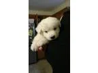 Adopt Chrysanthemum (Chrys) a White Hound (Unknown Type)  Shephe