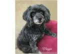 Adopt Maggie a Black - with Gray or Silver Poodle (Miniature)  M