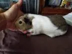 Adopt Wendy a Guinea Pig
