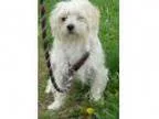 Adopt Dorthy ADOPTED a Shih Tzu