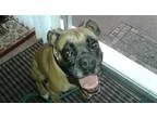 Adopt Cool Hand Lucas a TanYellowFawn Boxer  Mixed dog in Centra