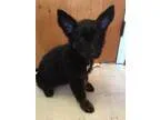 Adopt Cressida a Black - with Tan Yellow or Fawn German Shepherd