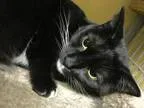 Adopt Sing a Tuxedo