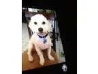Adopt Dunkin a White Bichon Frise  Mixed dog in Palm Bay FL (155