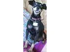 Babysitter in St Petersburg, FL 33713 - Jennie W.