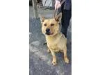 Adopt Wiley - FosterAdopter Needed a TanYellowFawn - with Black 