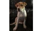 Adopt Quinn a Jack Russell Terrier Beagle