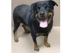 Adopt ZOLITA a Rottweiler  Mixed dog in Reno NV (15647267)