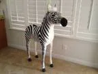Life-size Zebra plushtoy (Anthem)