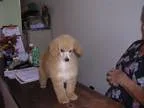 Adopt Peaches a TanYellowFawn Poodle (Miniature)  Mixed dog in Y