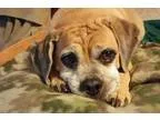 Adopt Pugsley a TanYellowFawn Pug  Beagle  Mixed dog in St.