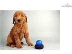 Chiko - Valuepup.Com - Q013224elp