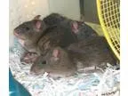 Adopt Neil a Rat Rat