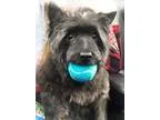 Adopt TERENCE IN PA a Black Cairn Terrier  Mixed dog in Medina O