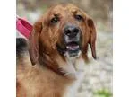 Adopt Luther a BrownChocolate - with Black Basset Hound  Shepher