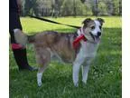 Adopt Ziggy a TanYellowFawn German Shepherd Dog  Mixed dog in Au