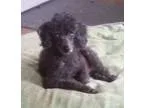 Adopt Pierre a Black Poodle (Miniature)  Mixed dog in Bloomingto