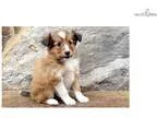 Spring - Sheltie Female