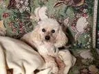 Adopt Lucy a Poodle