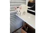 Adopt Tae a Brown Tabby Domestic Shorthair (short coat) cat in A